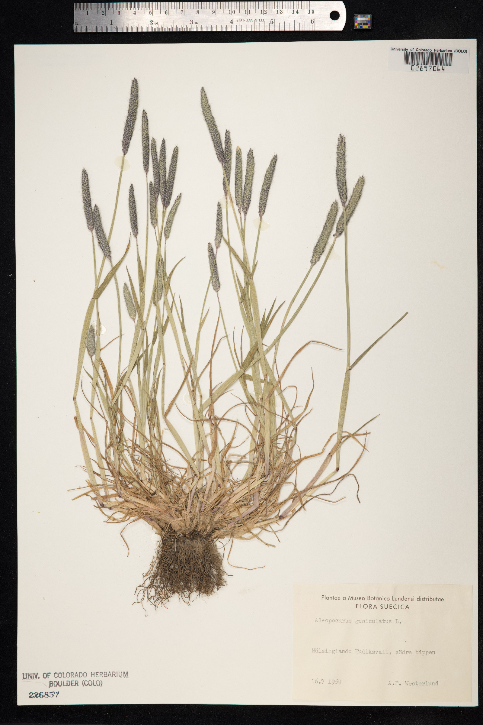 Alopecurus geniculatus image