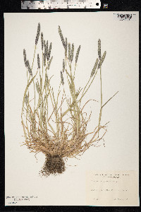 Alopecurus geniculatus image
