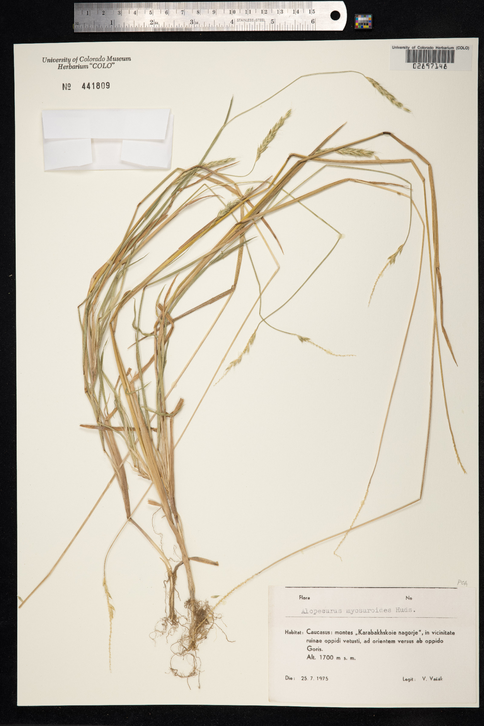 Alopecurus myosuroides image