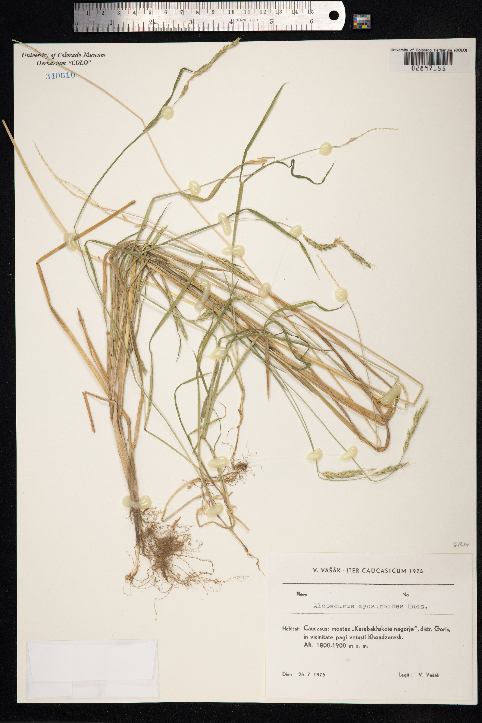 Alopecurus myosuroides image