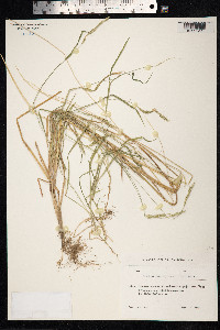 Alopecurus myosuroides image
