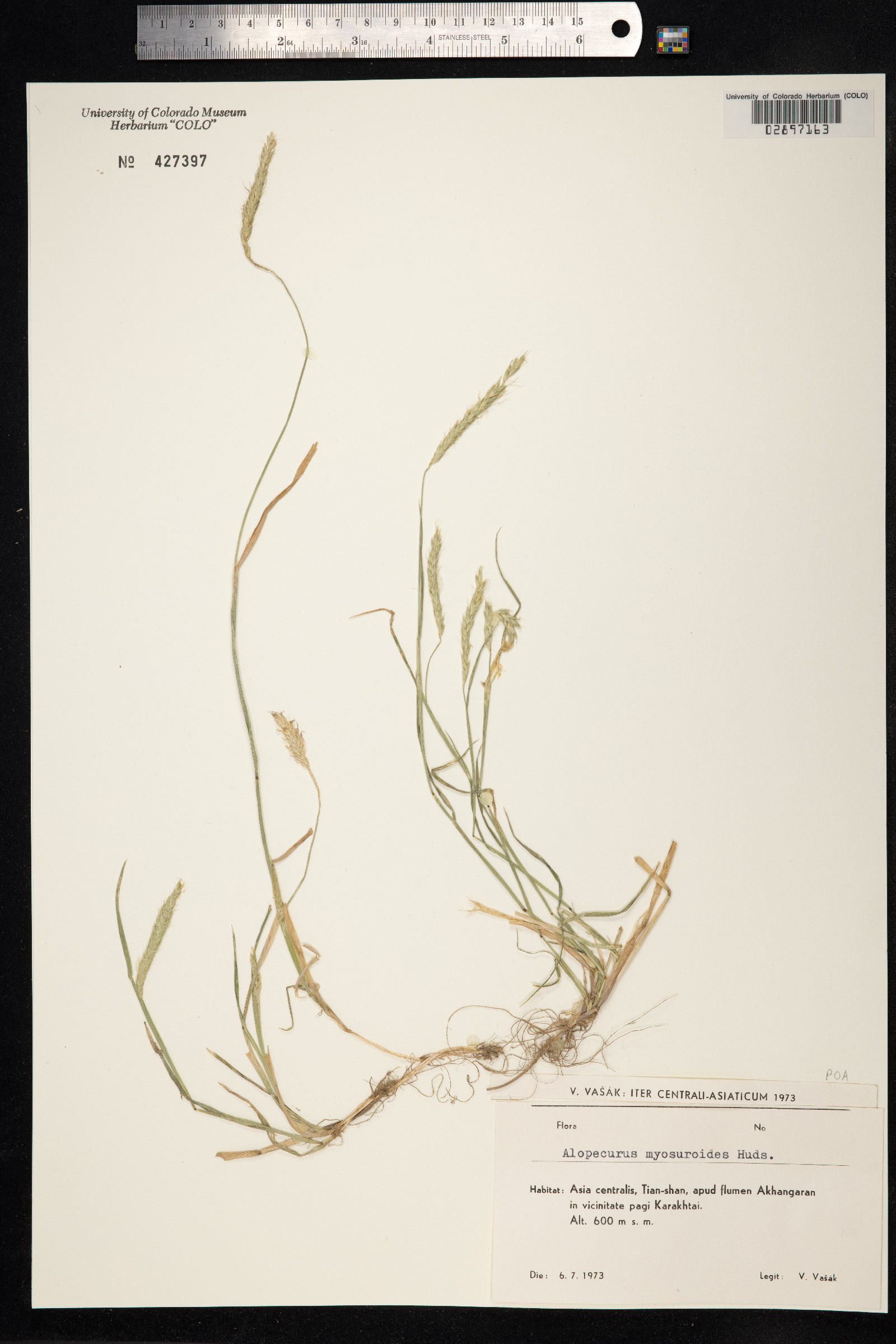 Alopecurus myosuroides image