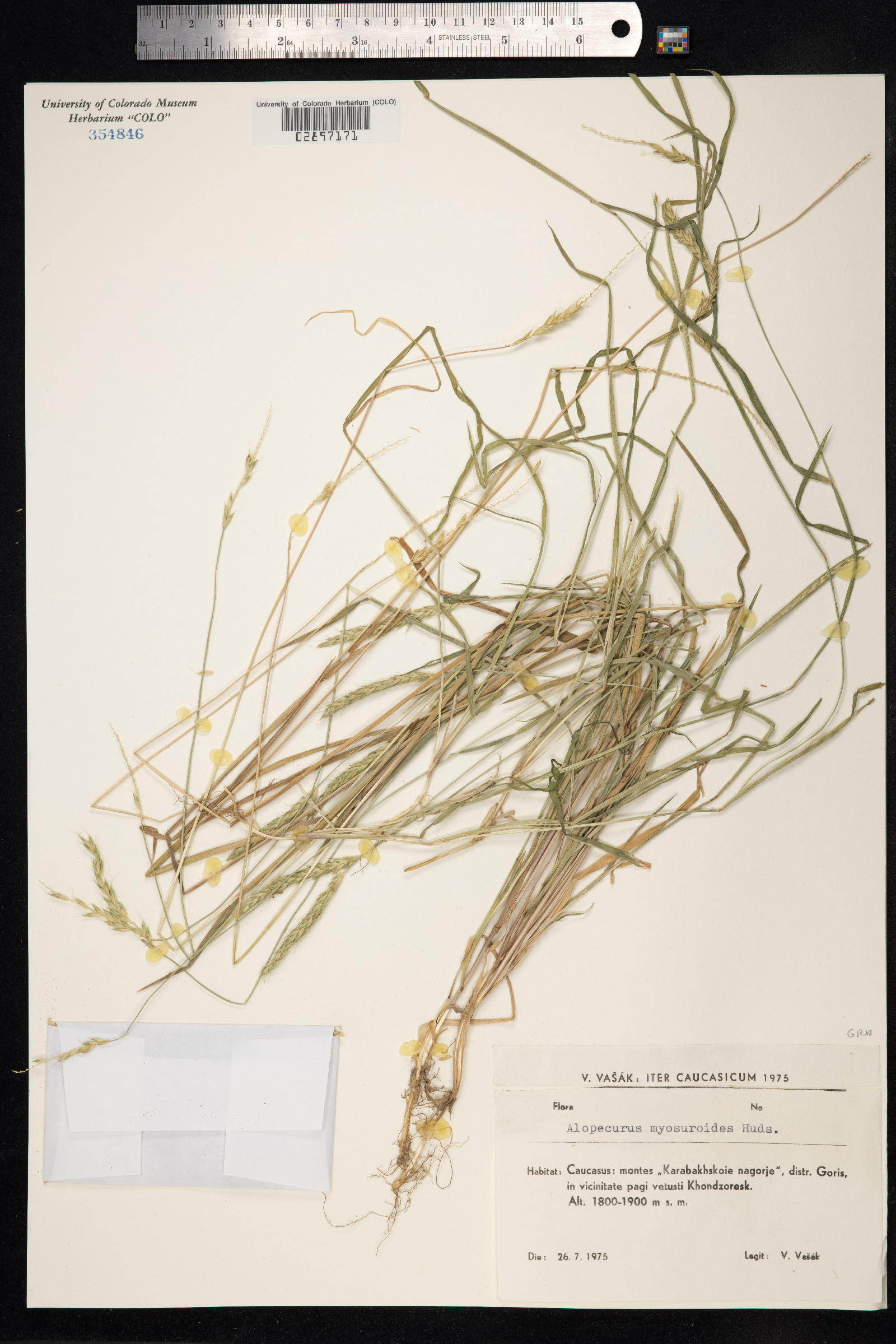 Alopecurus myosuroides image
