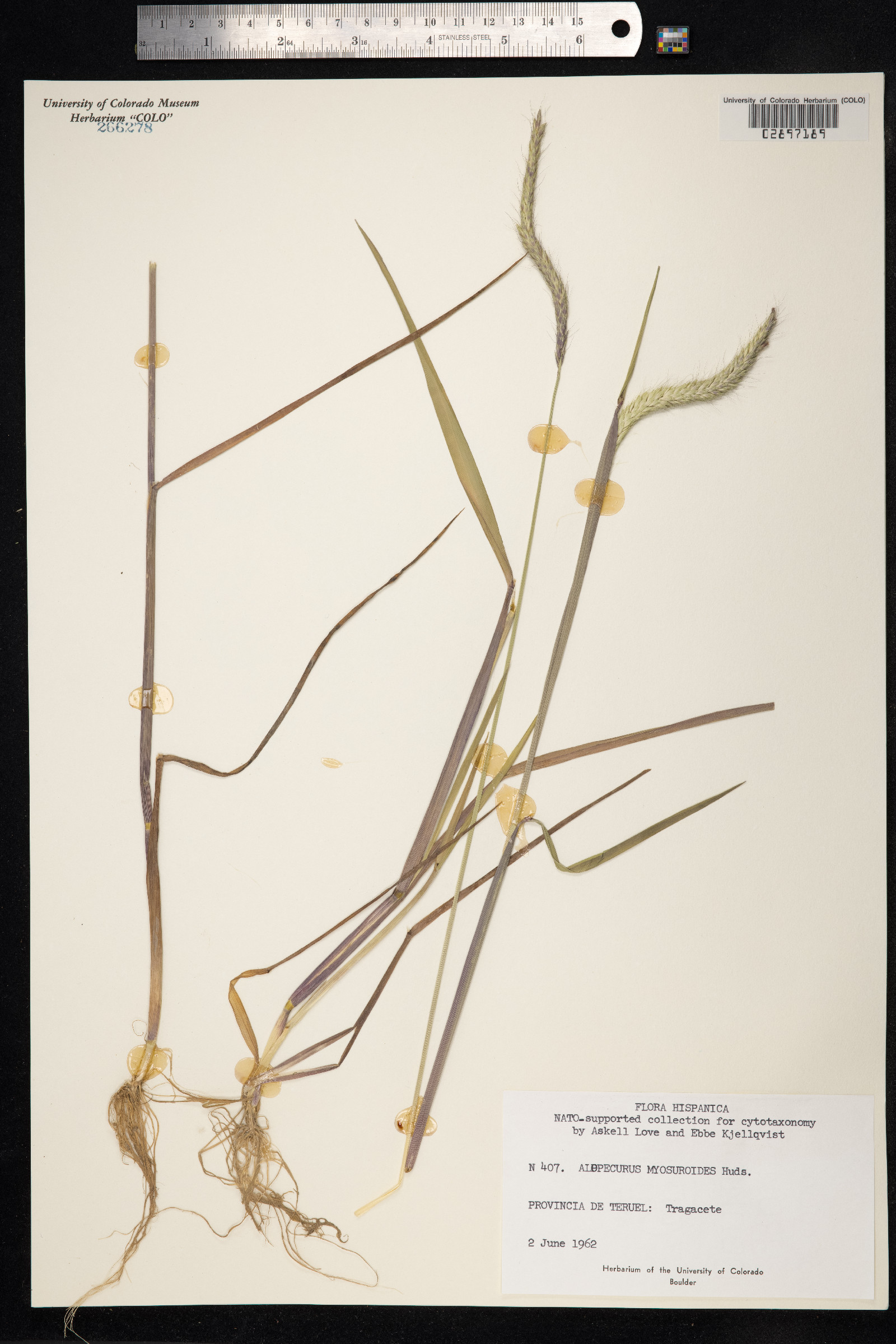 Alopecurus myosuroides image