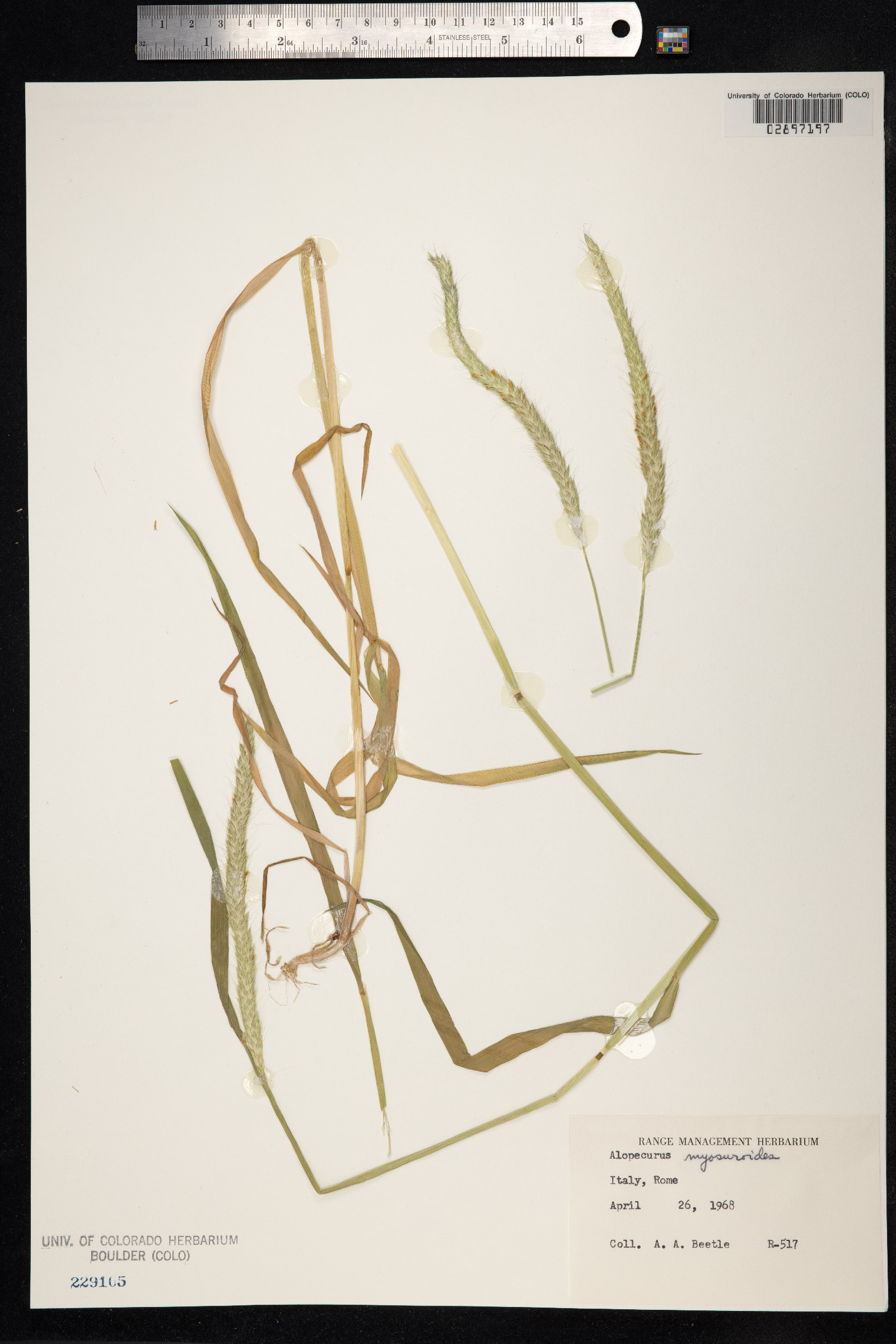 Alopecurus myosuroides image