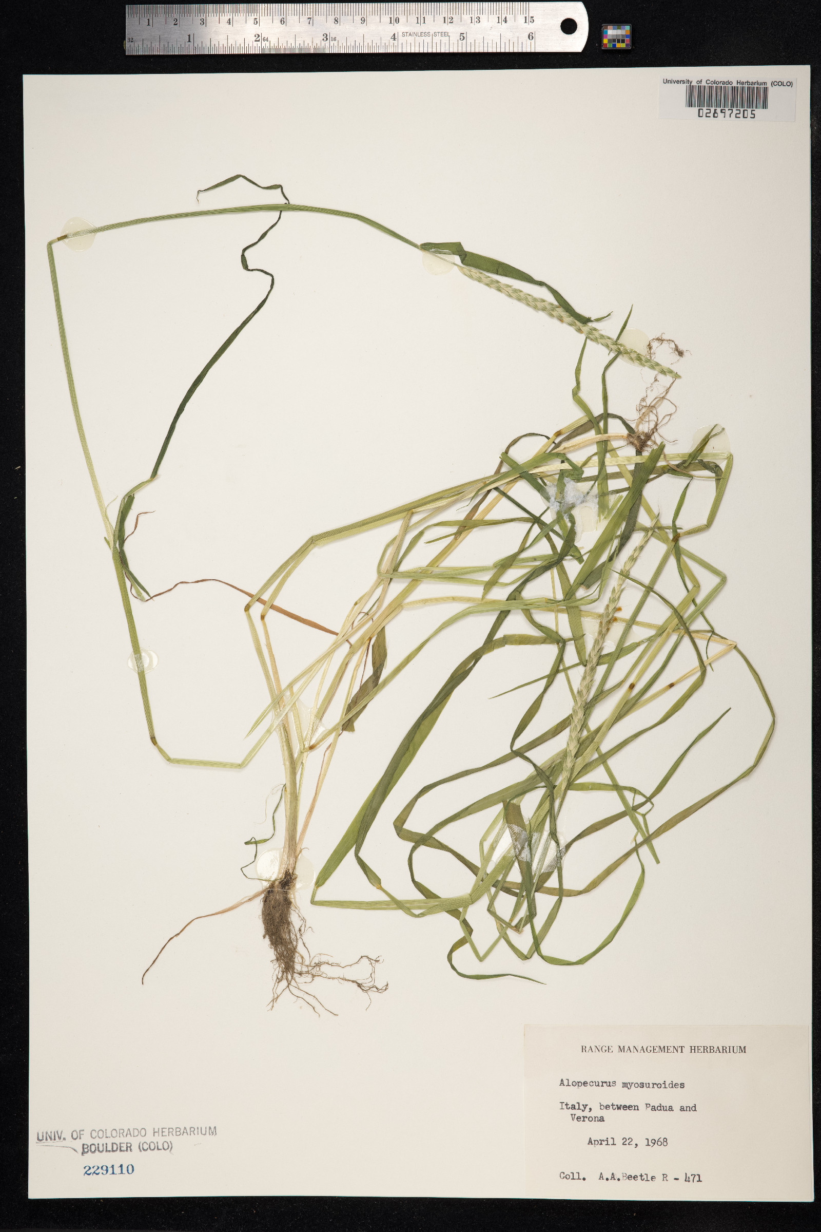 Alopecurus myosuroides image