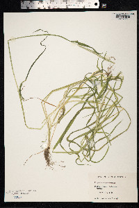 Alopecurus myosuroides image