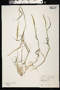 Alopecurus myosuroides image