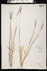 Alopecurus myosuroides image