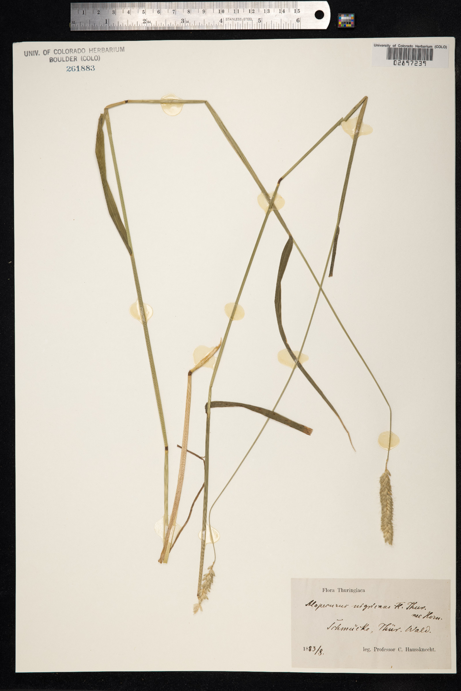 Alopecurus arundinaceus image