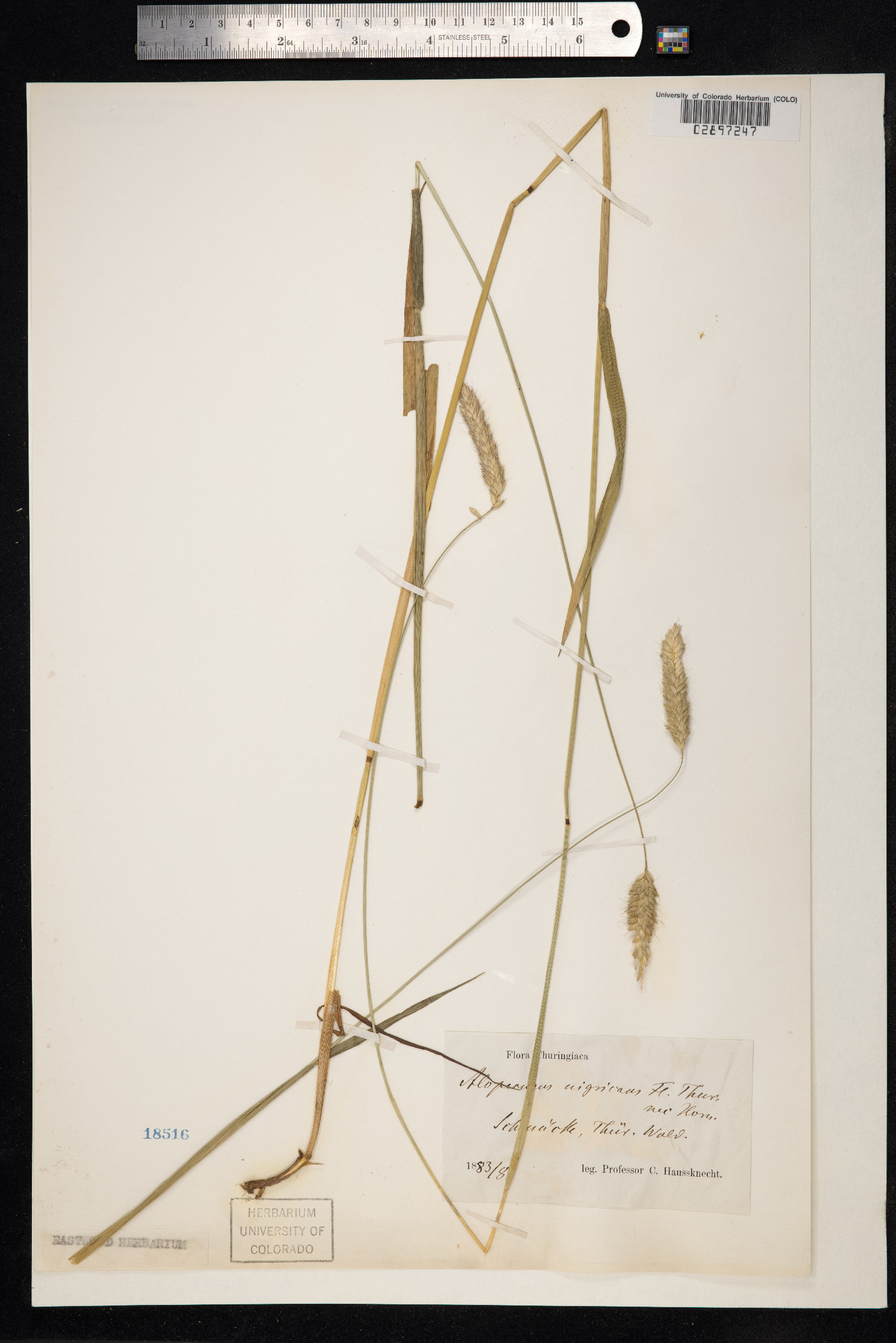 Alopecurus arundinaceus image