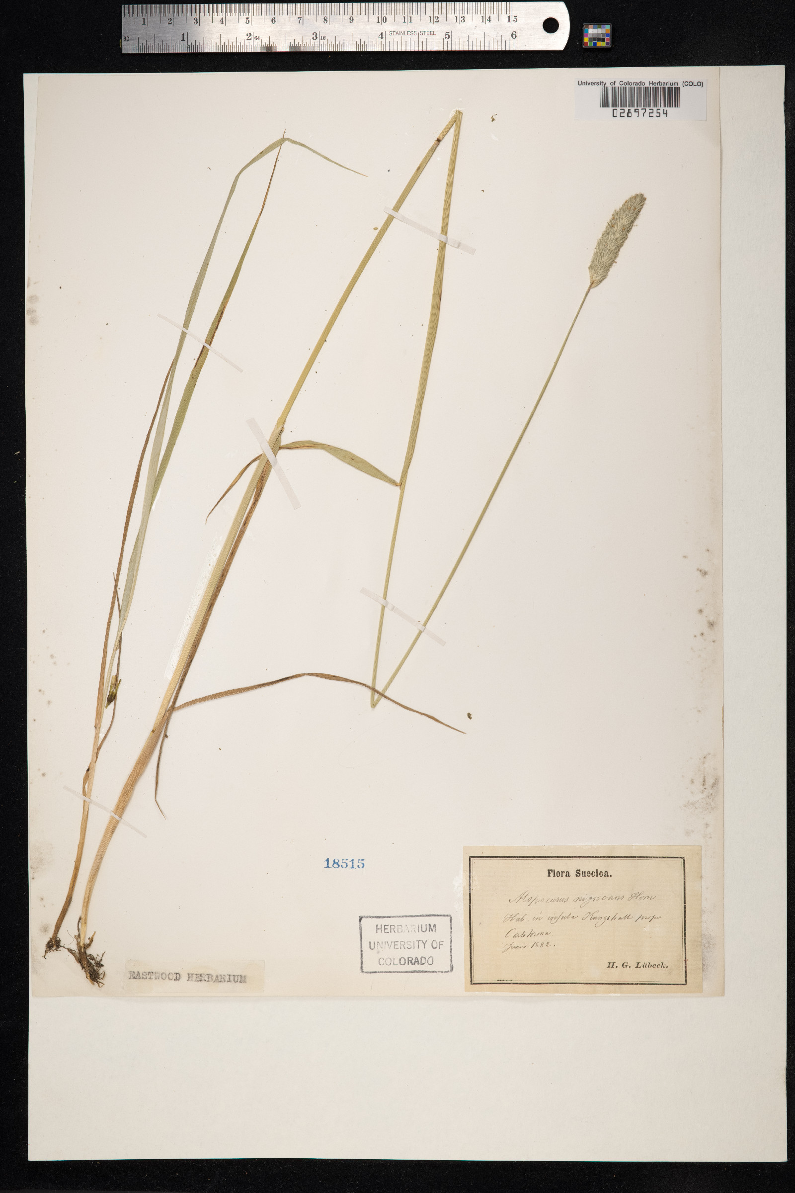 Alopecurus arundinaceus image