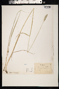 Alopecurus arundinaceus image