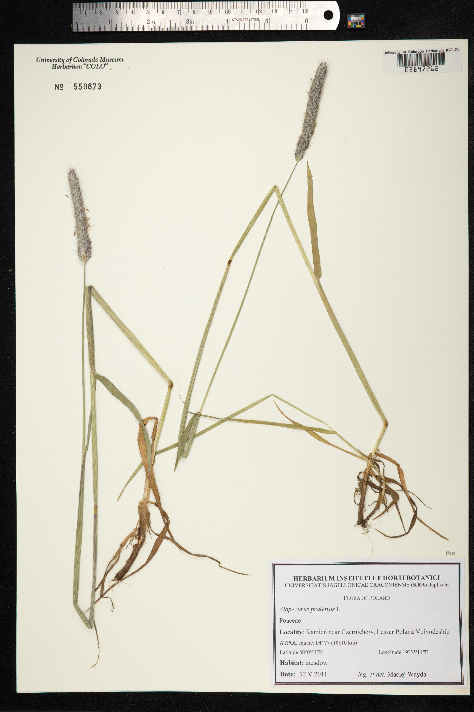 Alopecurus pratensis image