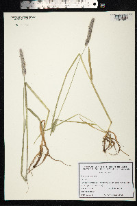 Alopecurus pratensis image