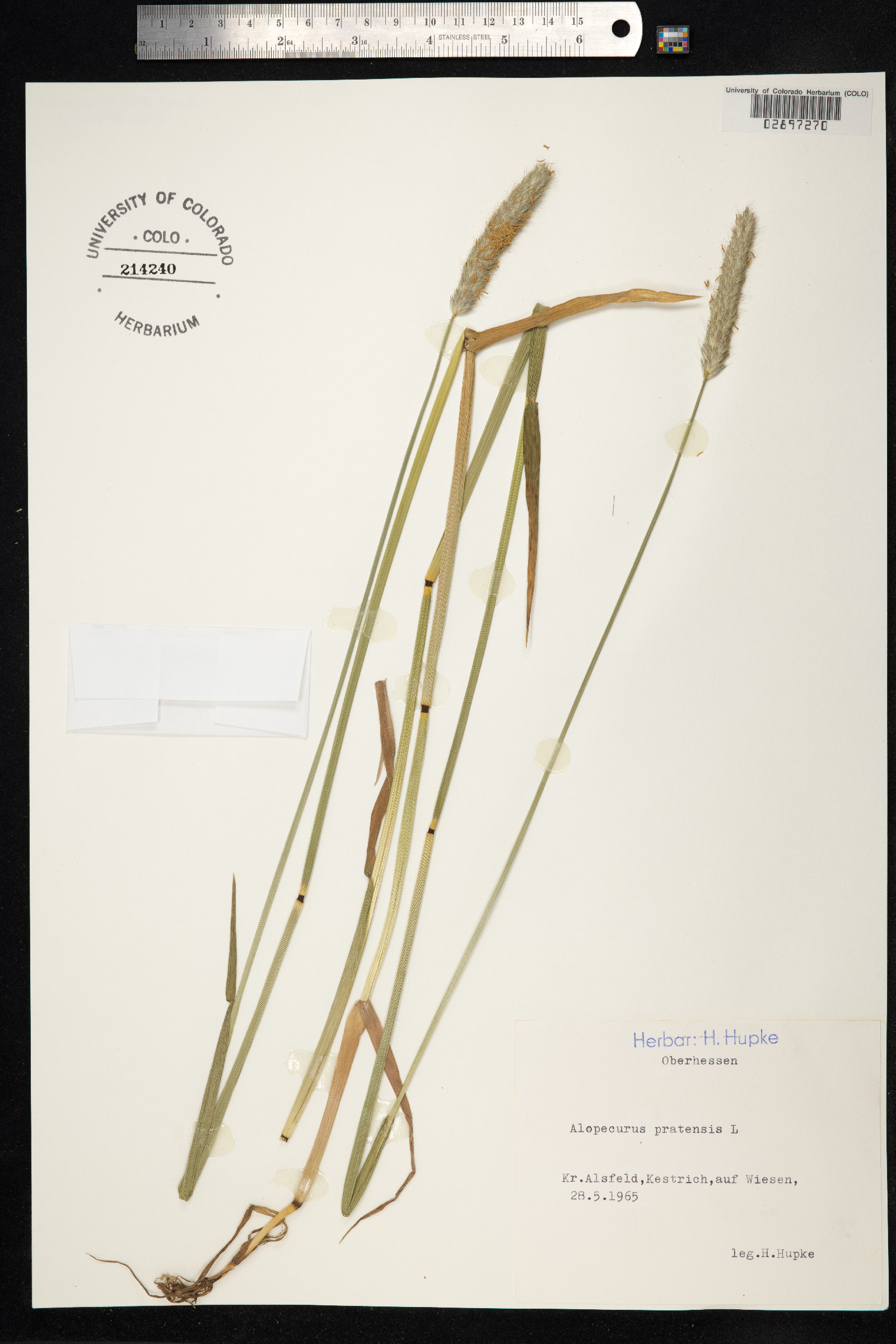 Alopecurus pratensis image
