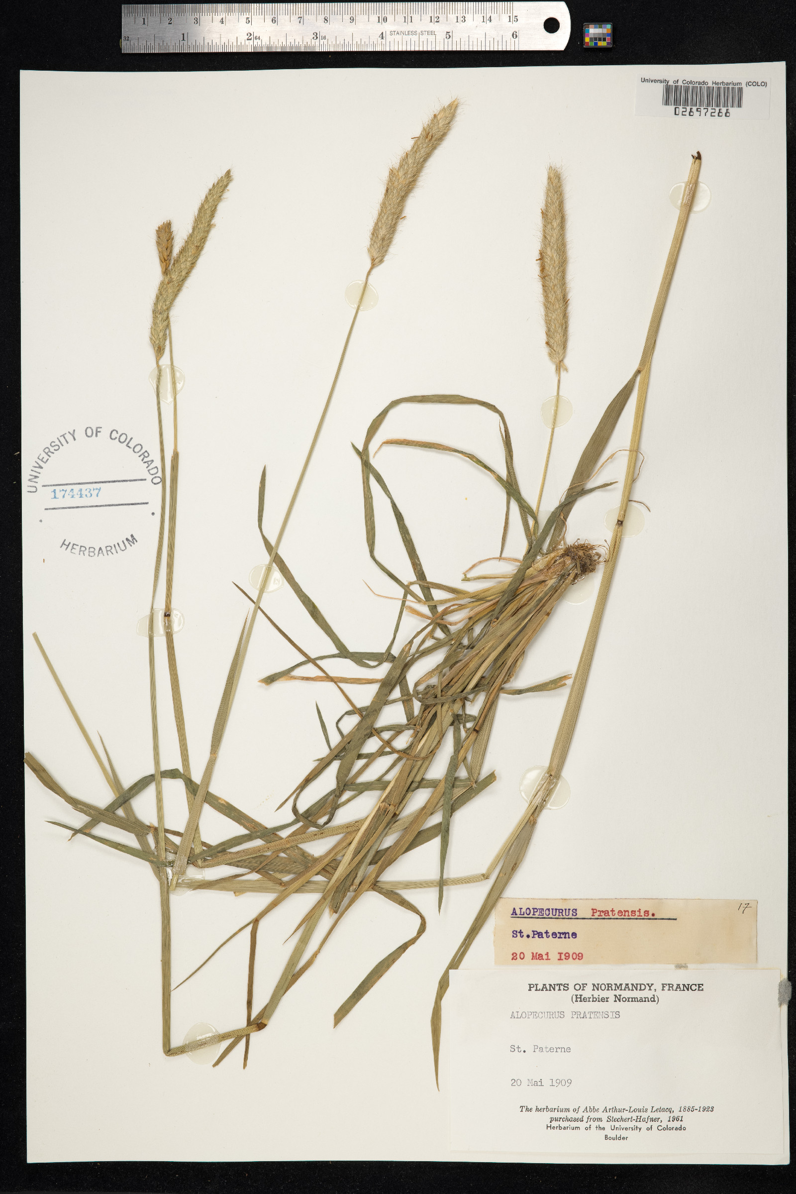 Alopecurus pratensis image