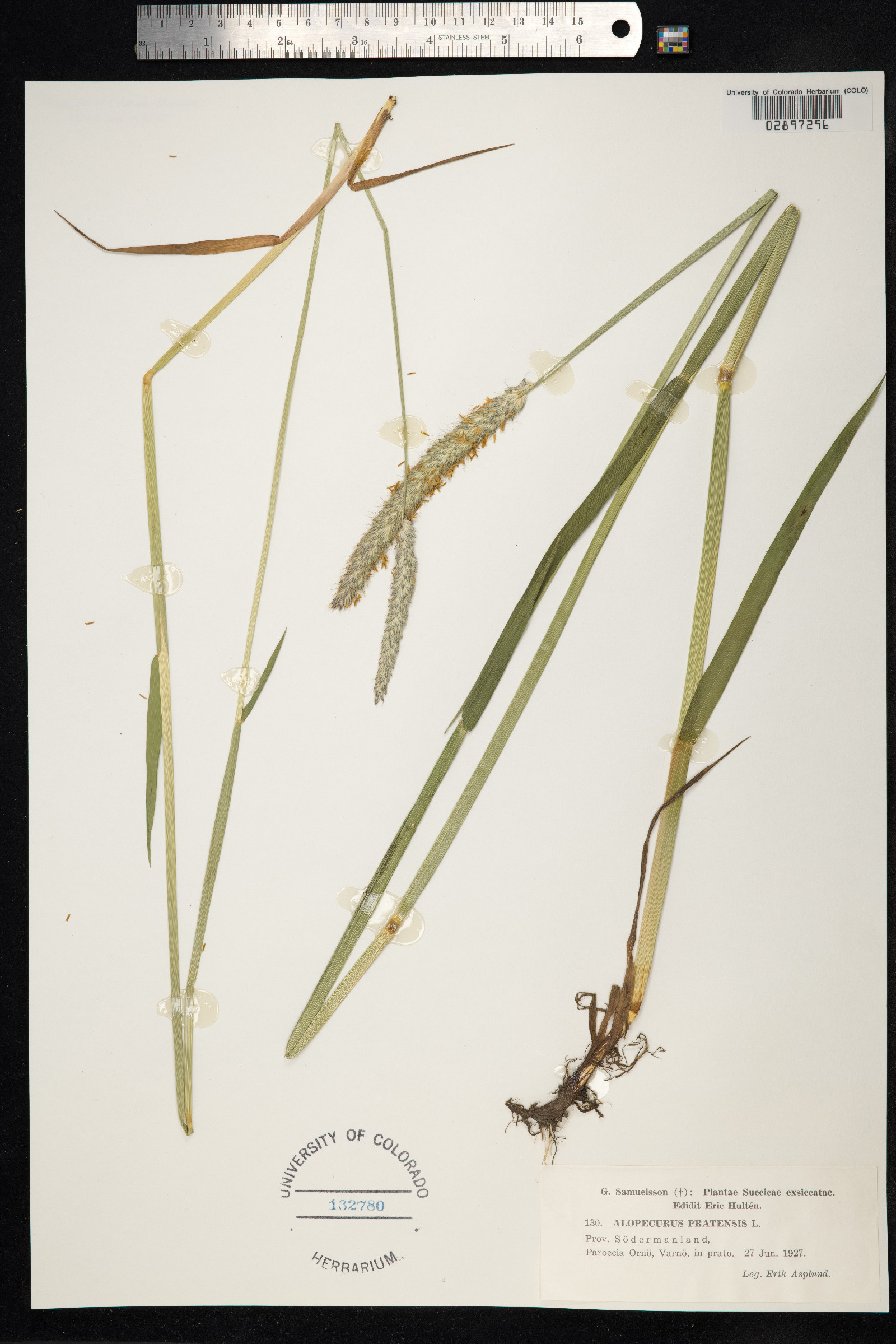 Alopecurus pratensis image