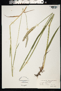 Alopecurus pratensis image