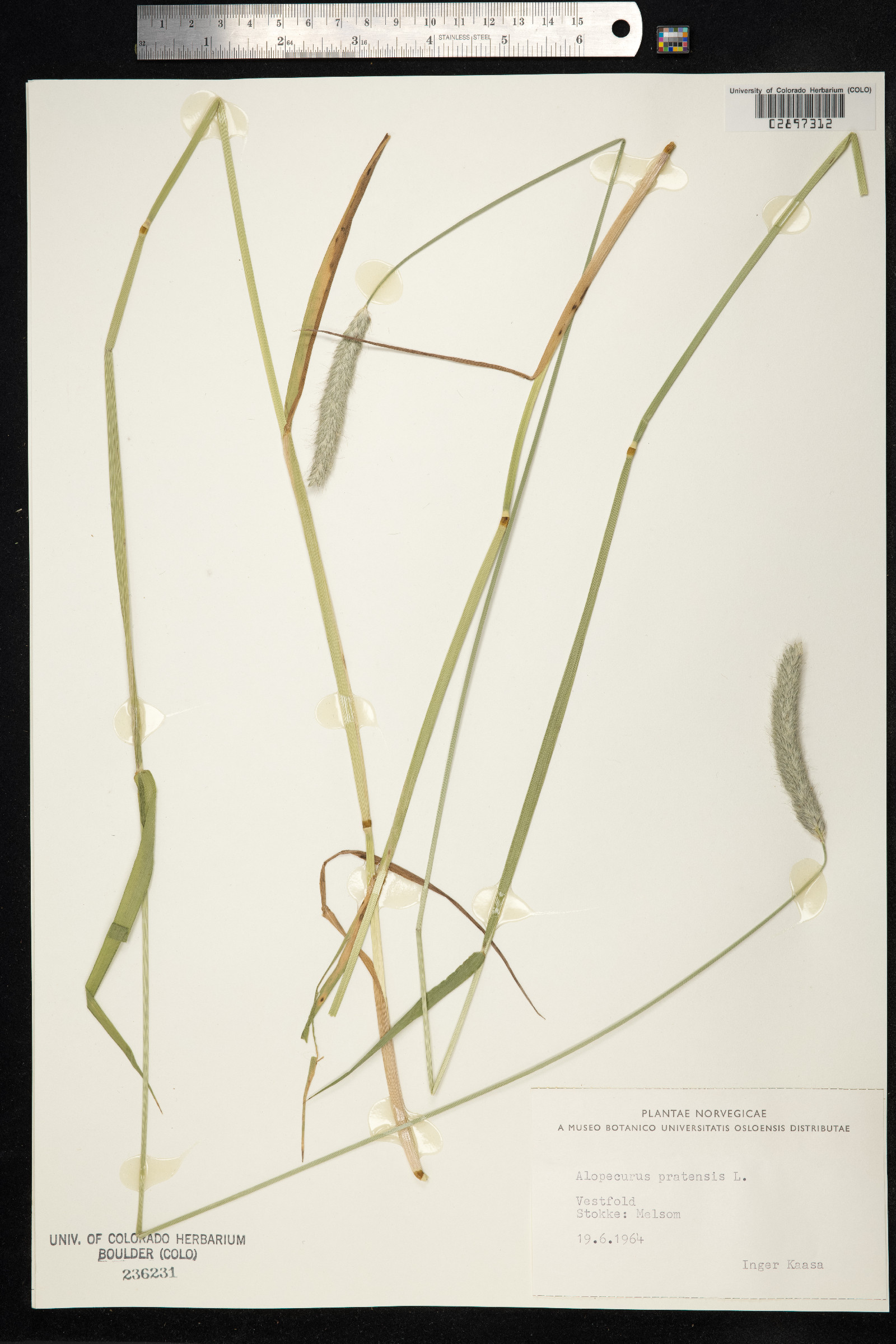 Alopecurus pratensis image