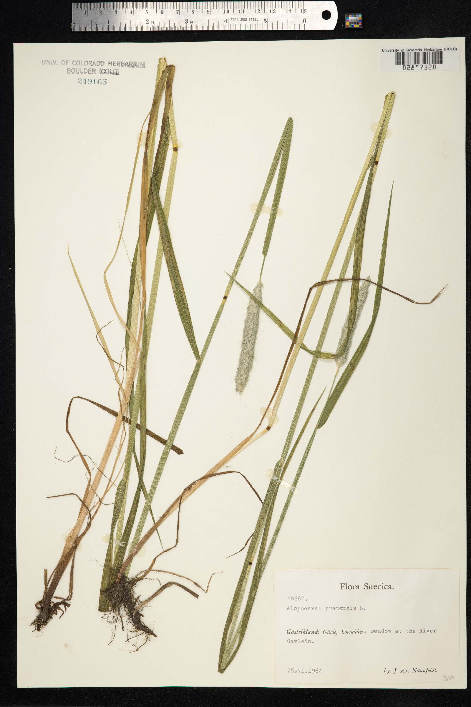 Alopecurus pratensis image