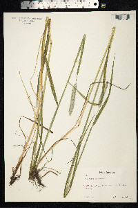 Alopecurus pratensis image