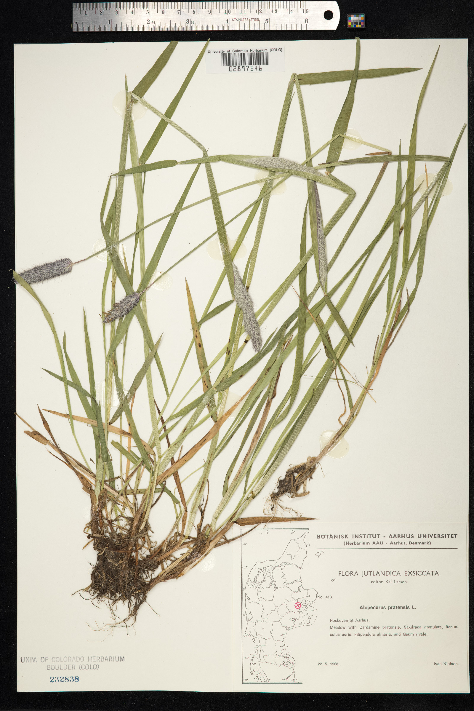 Alopecurus pratensis image