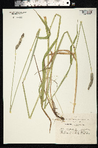 Alopecurus pratensis image