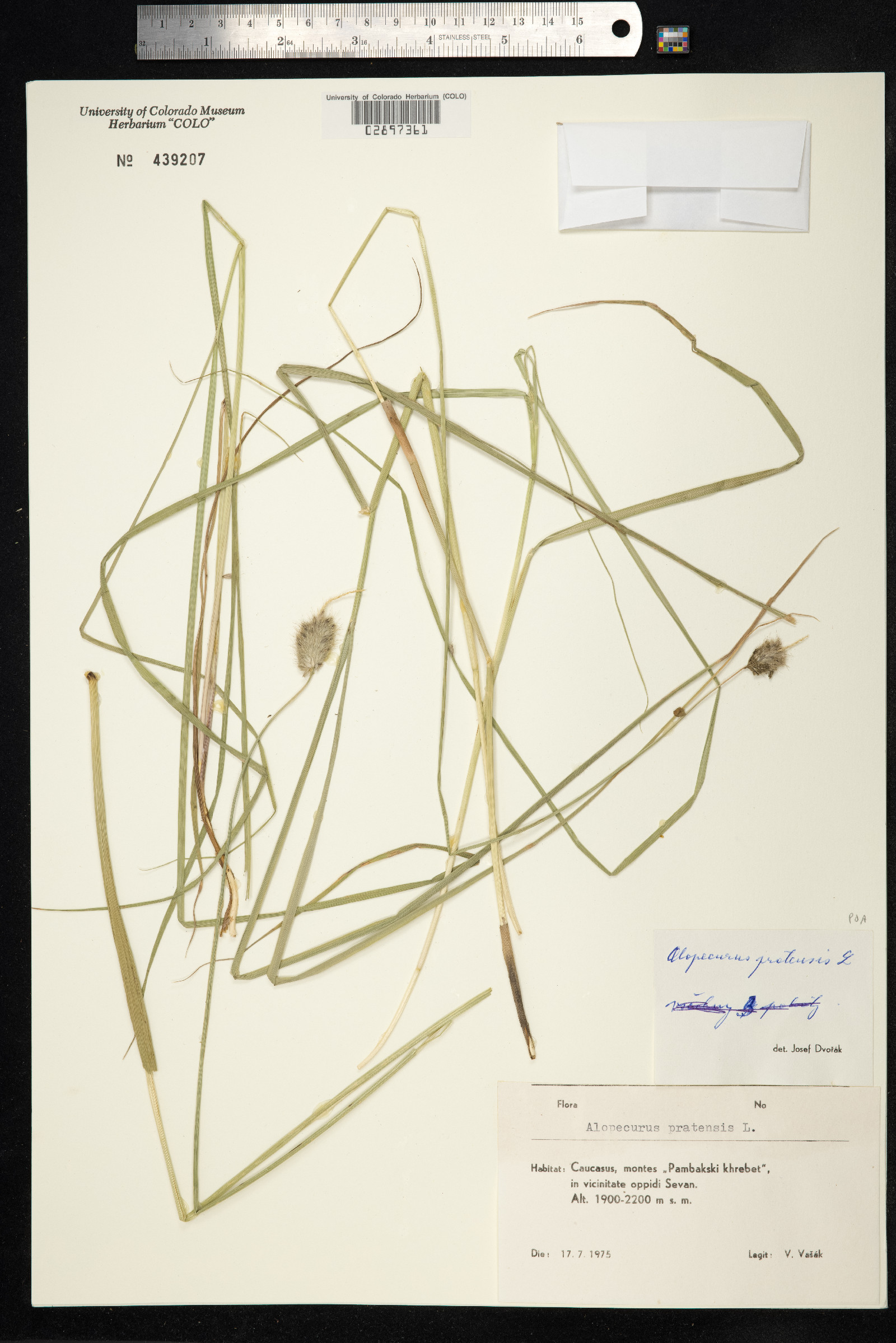 Alopecurus pratensis image