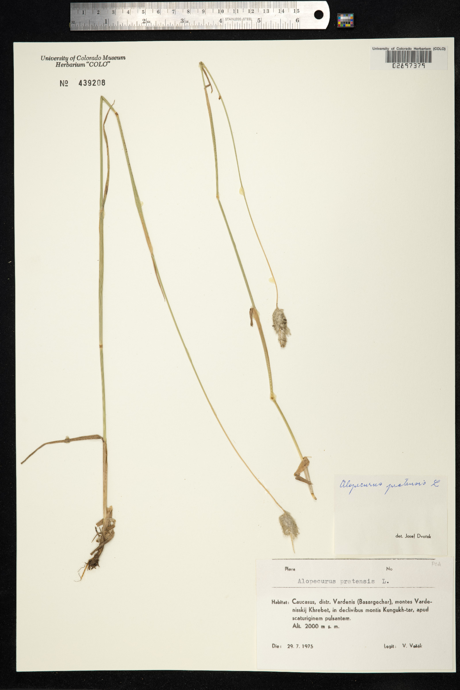 Alopecurus pratensis image