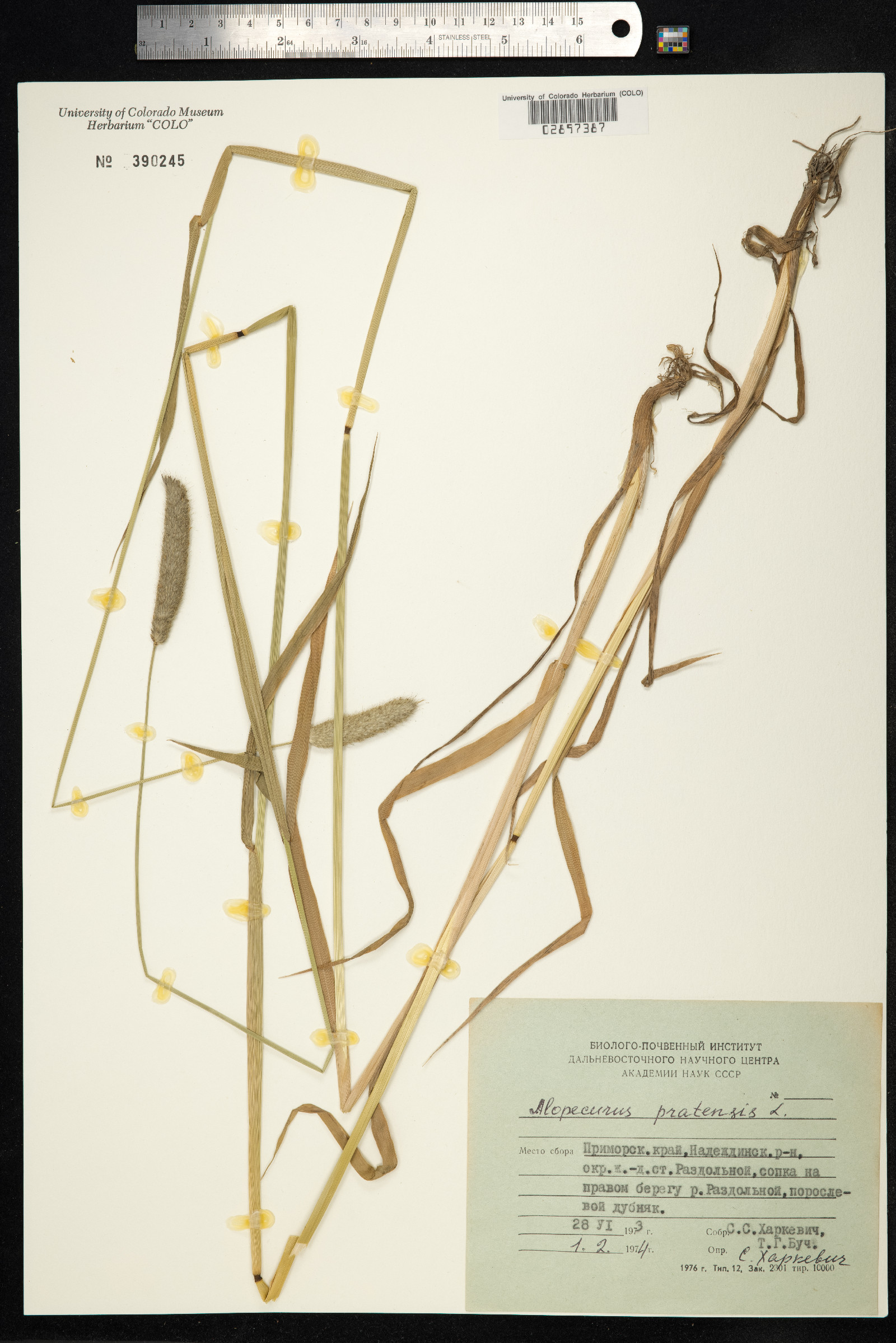 Alopecurus pratensis image