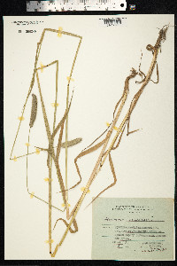 Alopecurus pratensis image