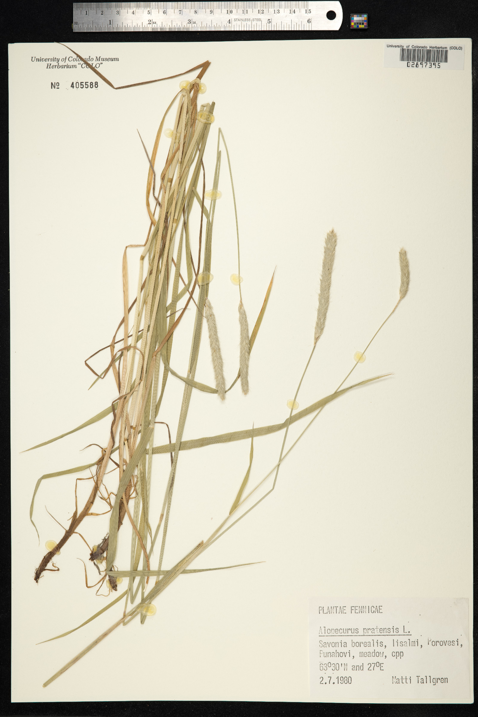 Alopecurus pratensis image