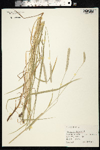 Alopecurus pratensis image