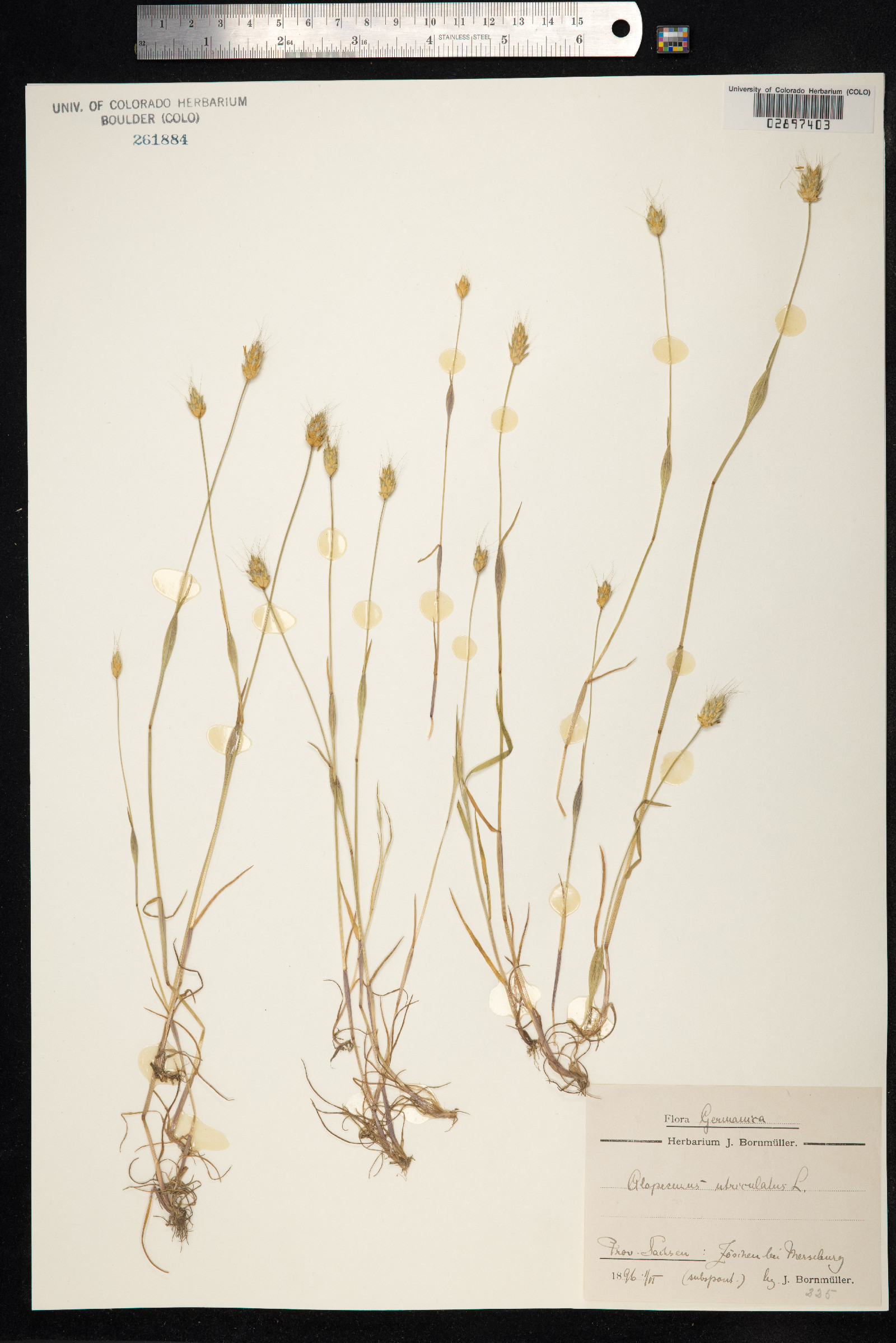 Alopecurus rendlei image