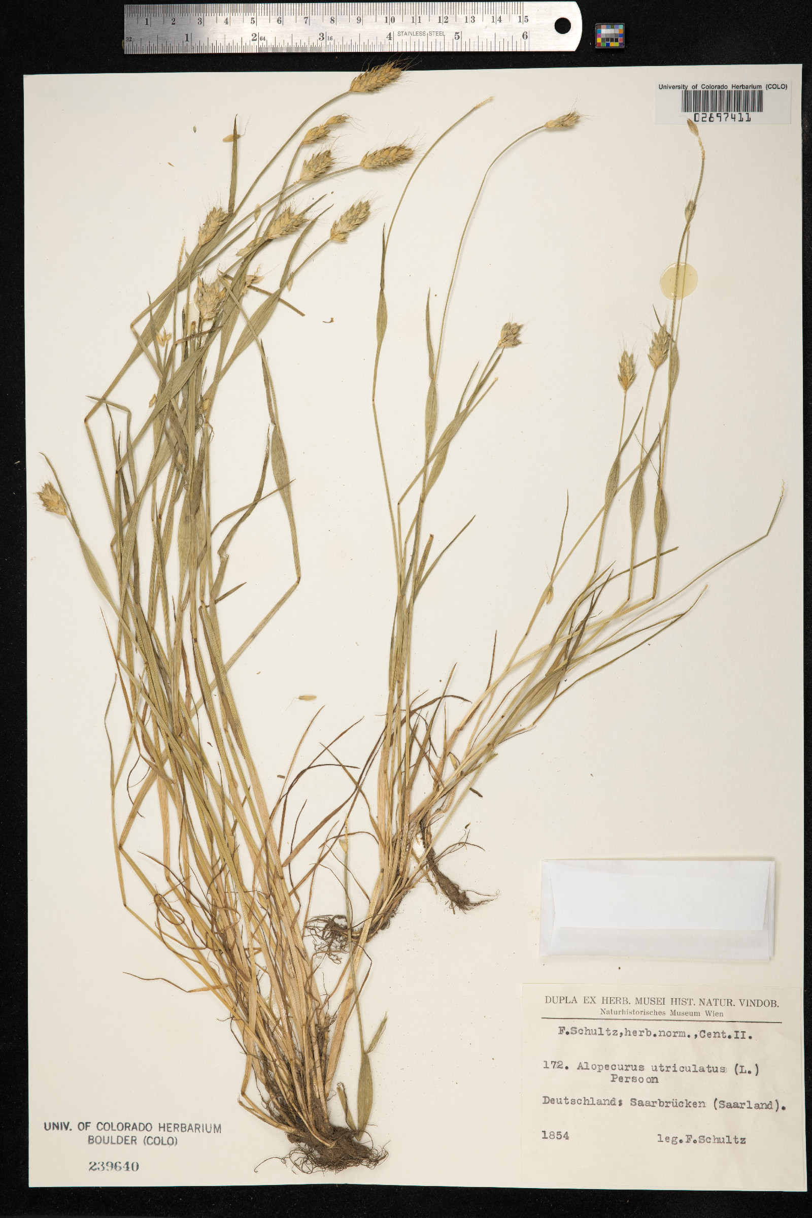 Alopecurus rendlei image