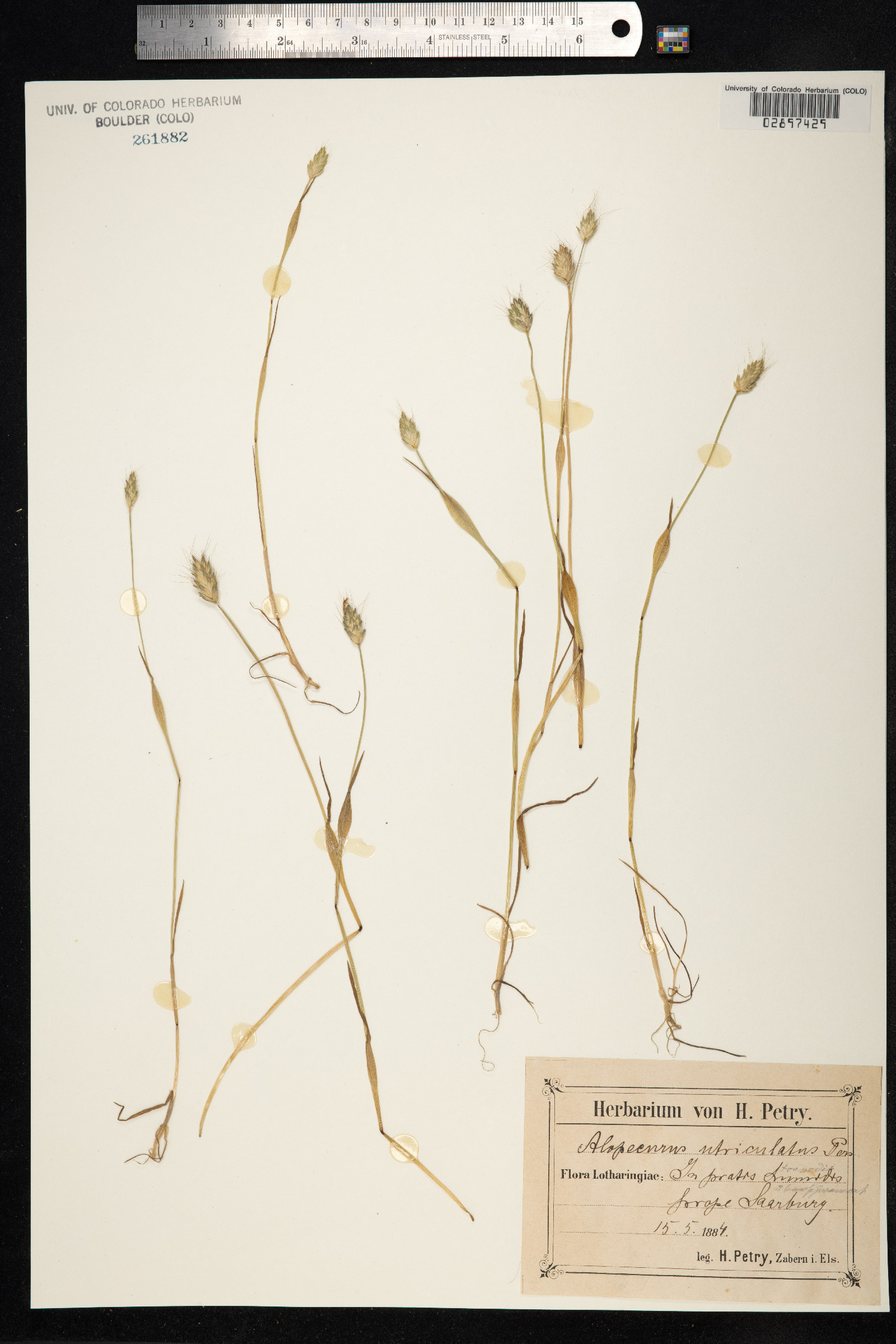 Alopecurus rendlei image