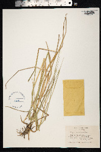 Image of Alopecurus antarcticus