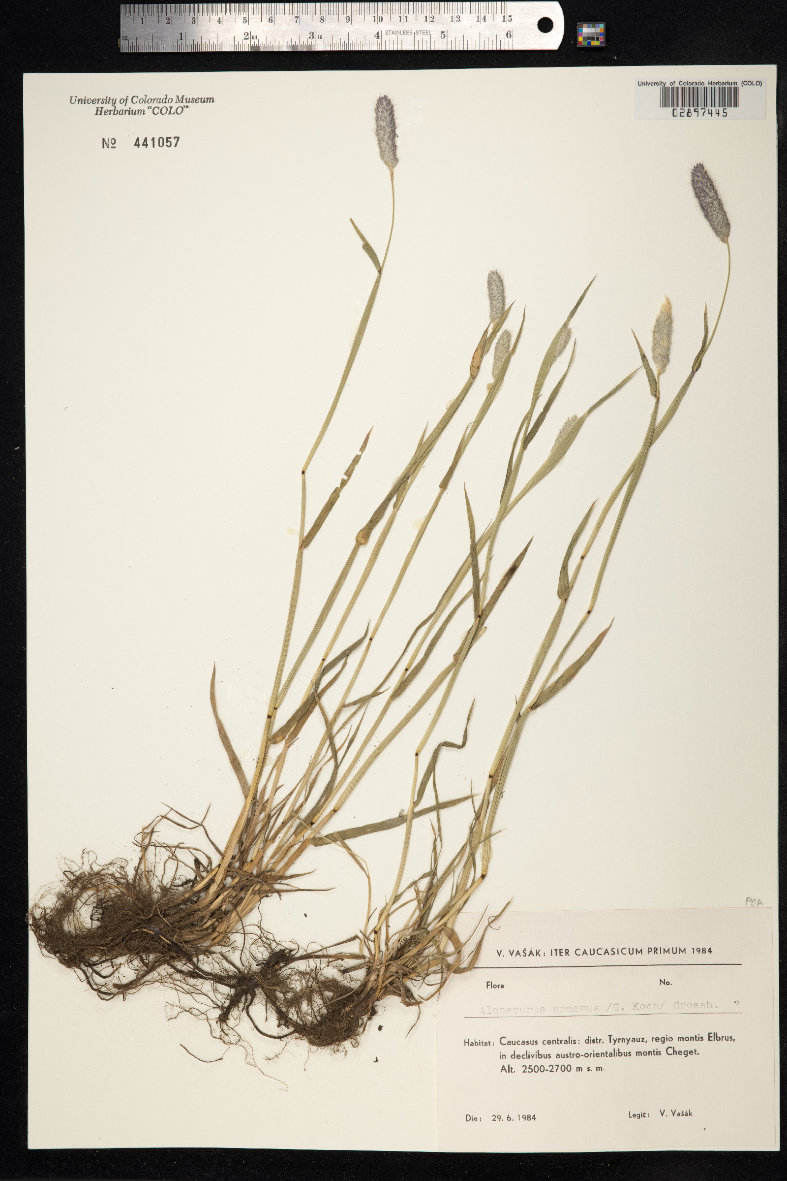 Alopecurus arundinaceus image