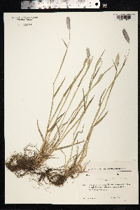Alopecurus arundinaceus image