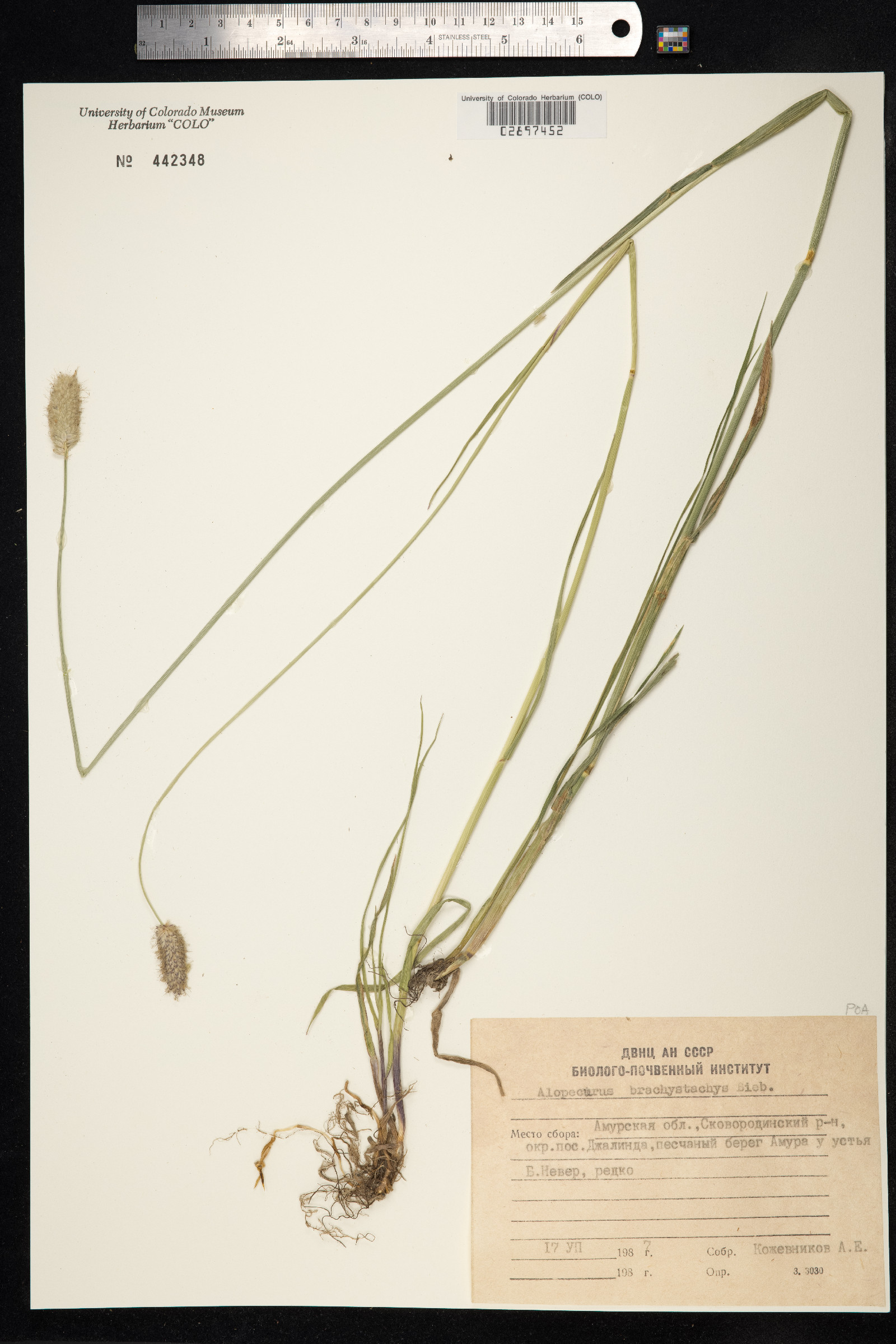 Alopecurus arundinaceus image