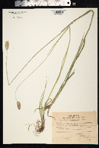 Alopecurus arundinaceus image