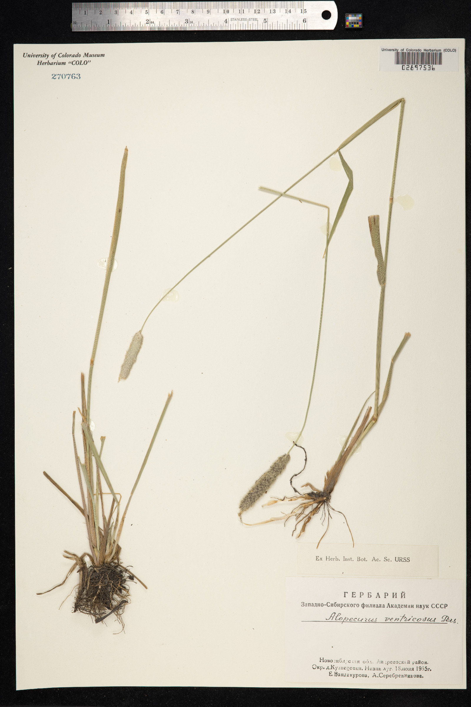 Alopecurus ventricosus image