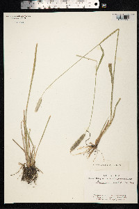 Image of Alopecurus ventricosus