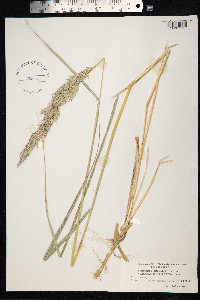 Ammophila arenaria image