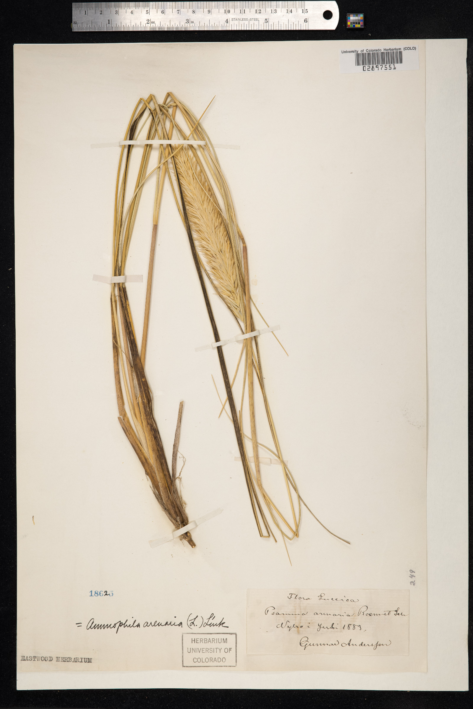 Ammophila arenaria image
