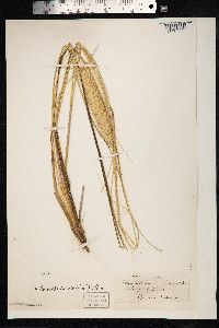 Ammophila arenaria image