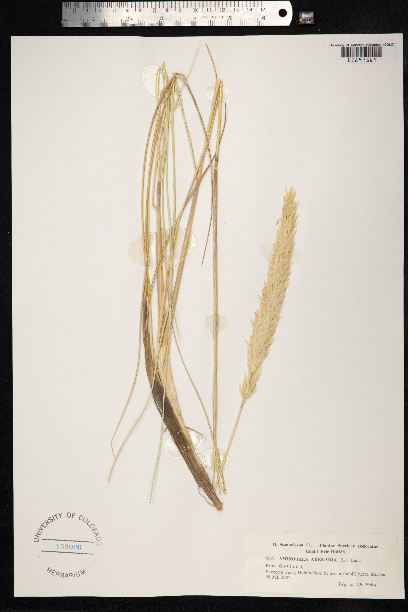 Ammophila image