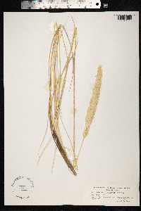 Ammophila arenaria image