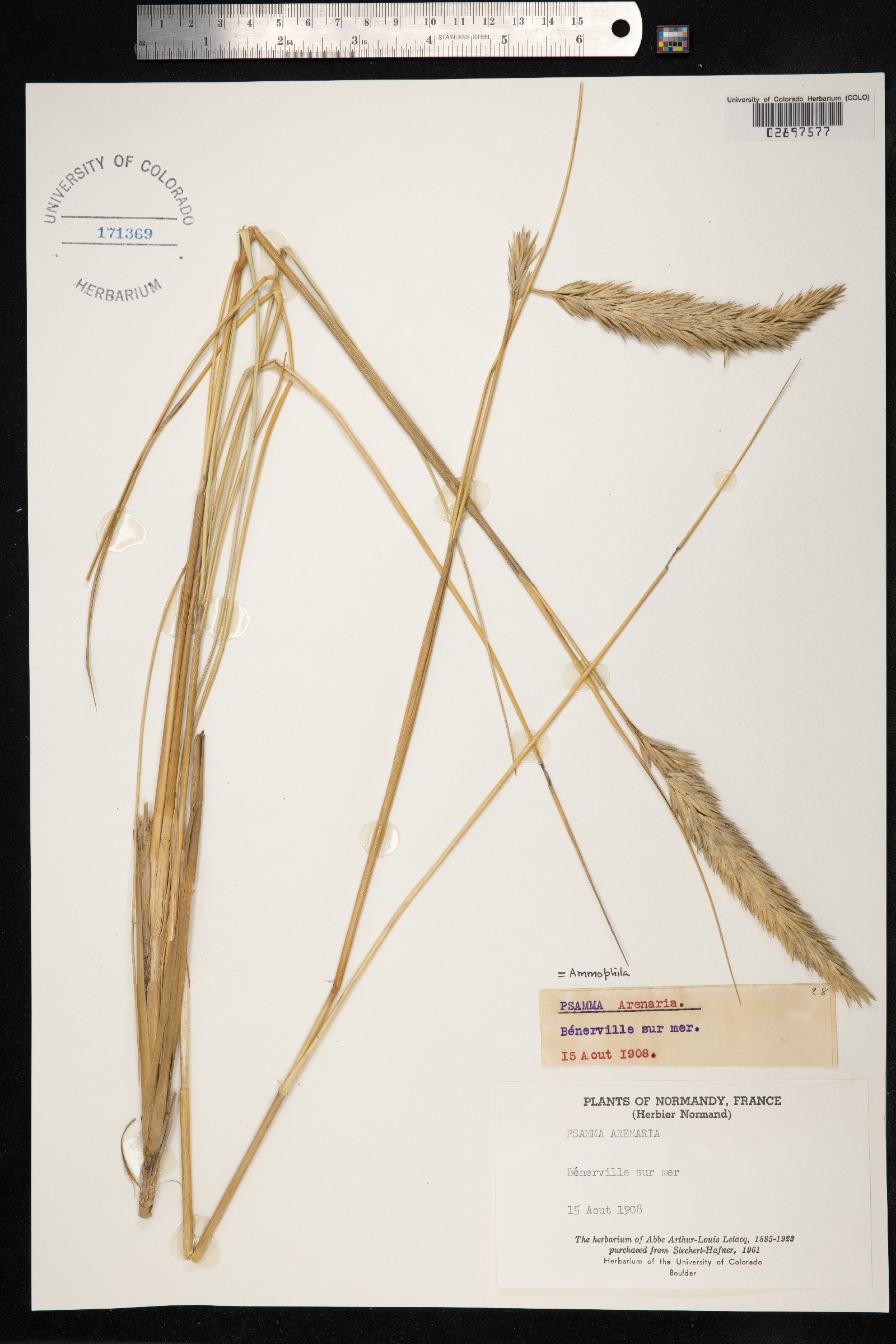 Ammophila arenaria image